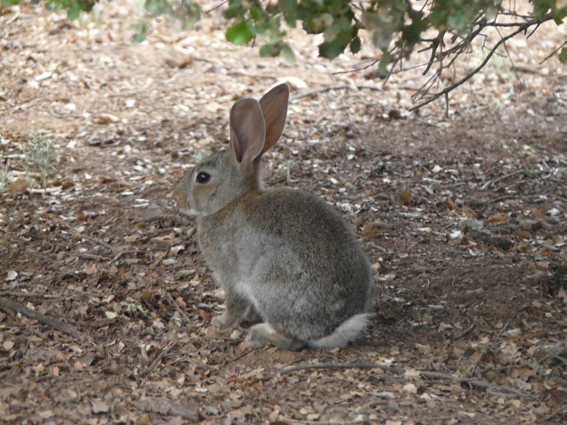 Archivo - Conejo