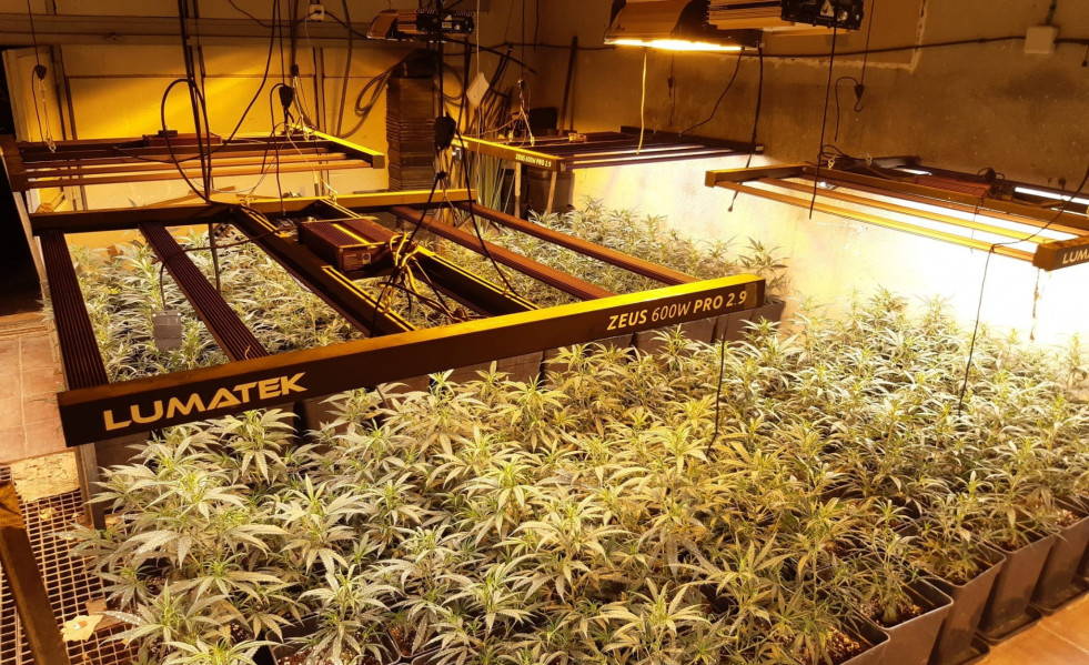 Una plantación de marihuana.