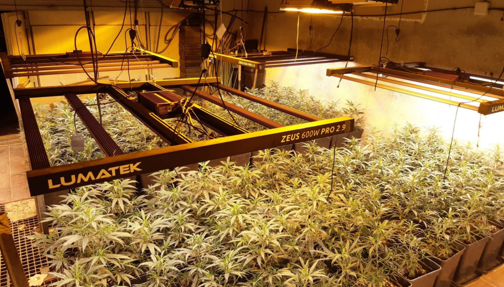 Una plantación de marihuana.