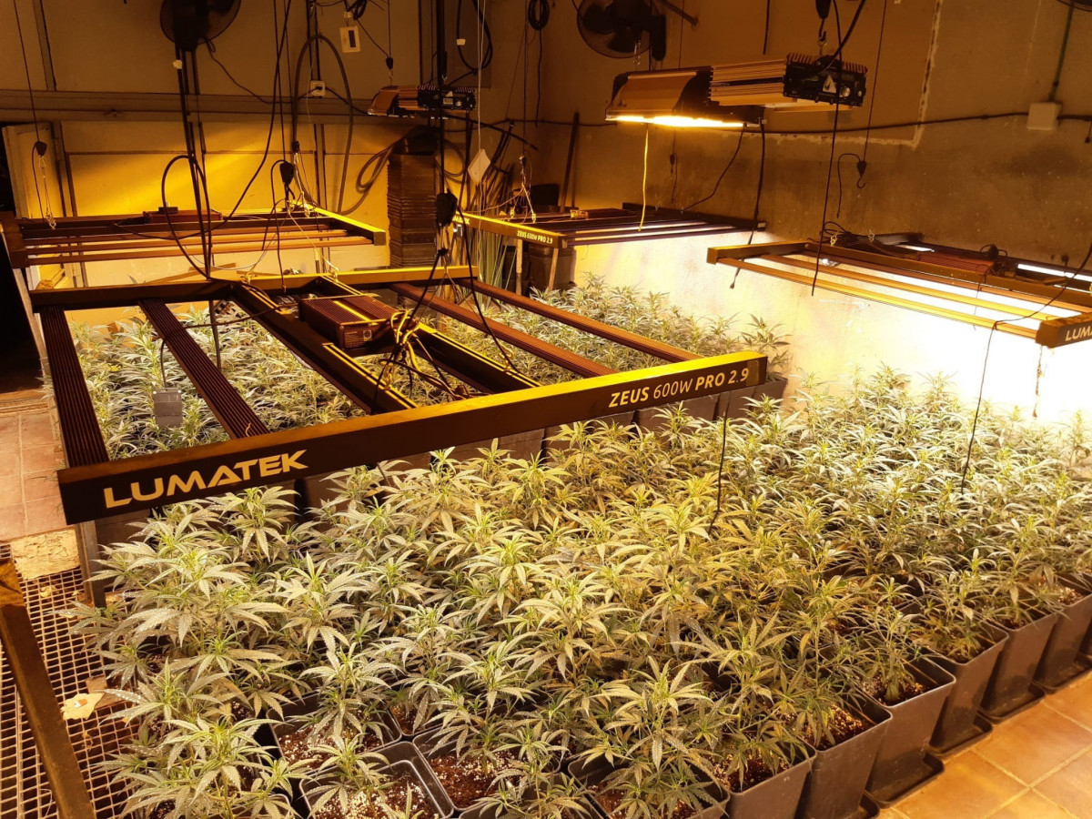 Una plantación de marihuana.