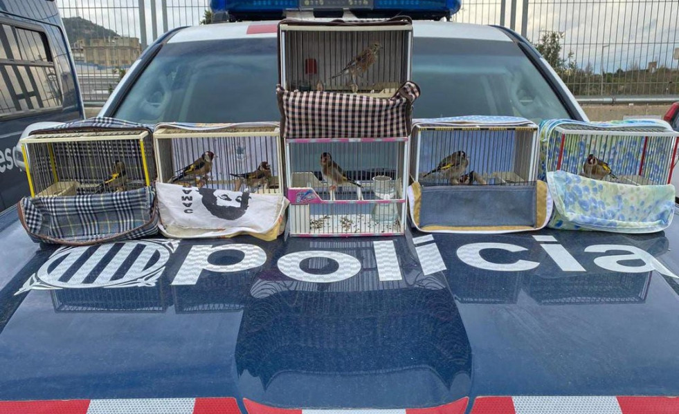 Comissem 8 ocells fringíl·lids en un dispositiu conjunt amb la Guàrdia Urbana de Cornellà @aj.cornella Dues denúncies per tinença il·lícita, una per abandonament i una denúncia penal per falt