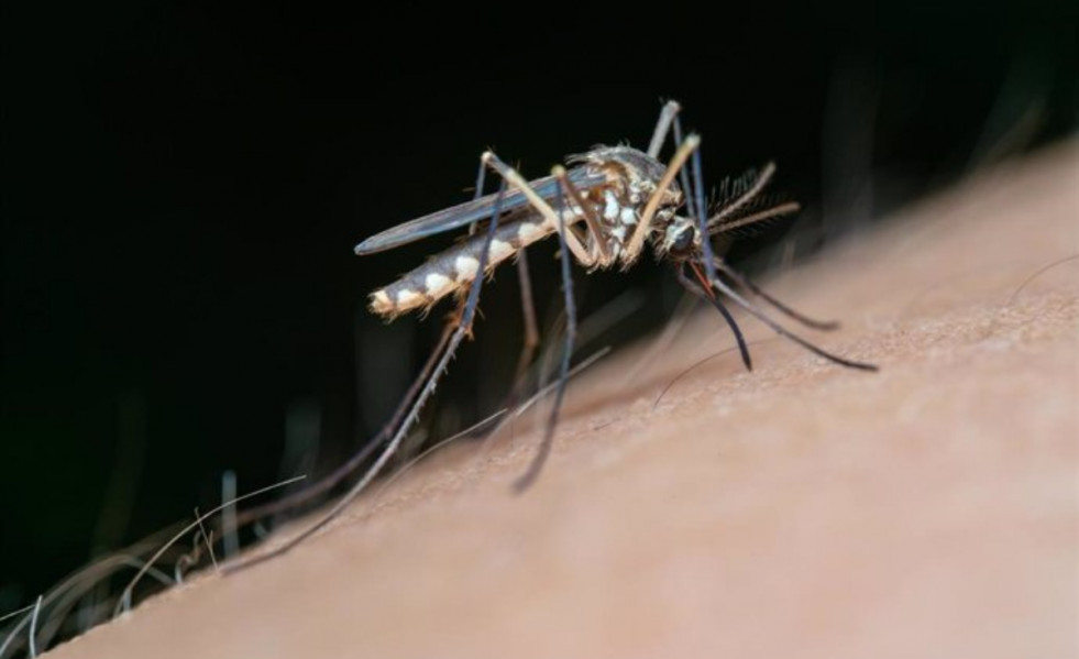 Vilapress mosquitsbllob