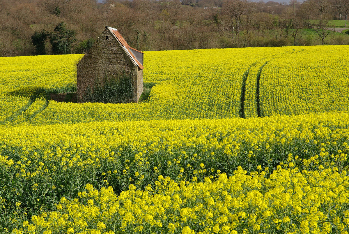 2560px Champ de Colza