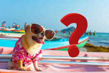 Perro, interrogante   CANVA