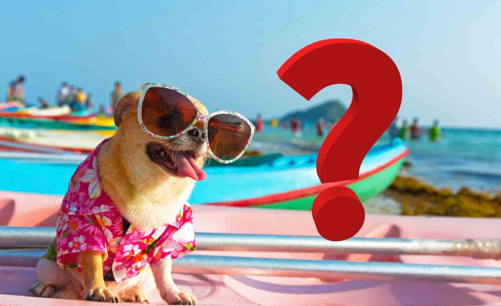 Perro, interrogante   CANVA