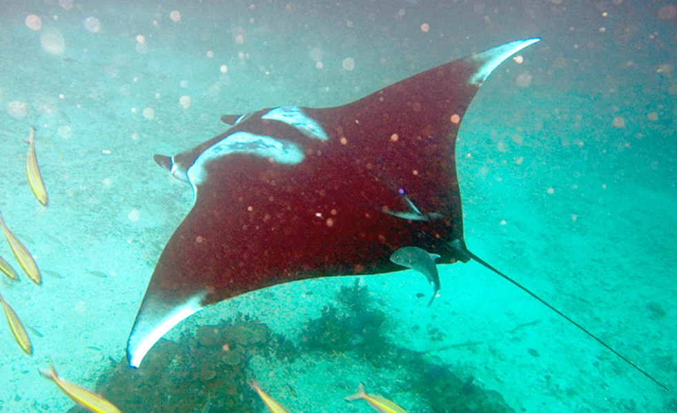 Vilapress rayagava