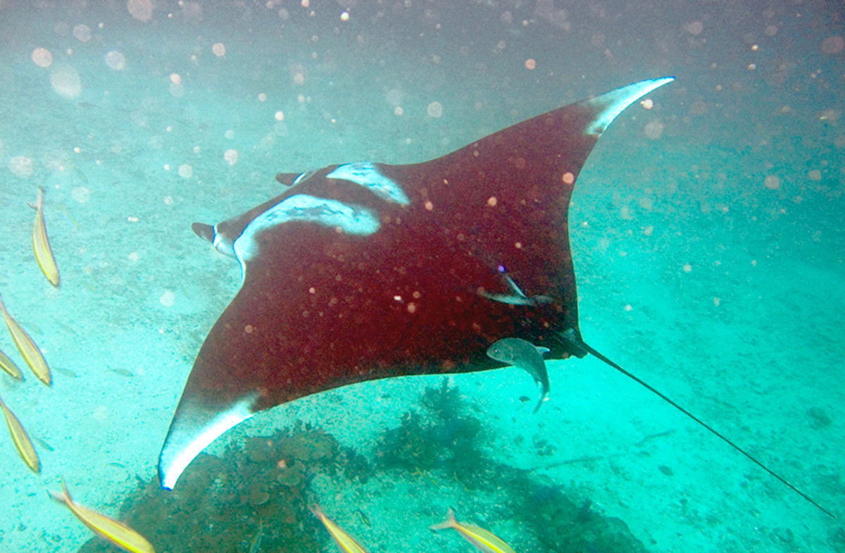 Vilapress rayagava