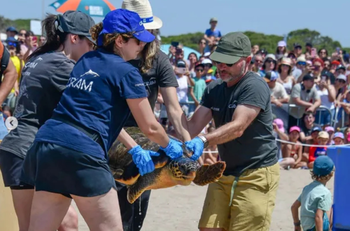 Vilapress tortuguesprat