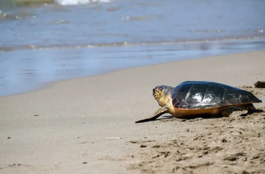 Vilapress tortuga1
