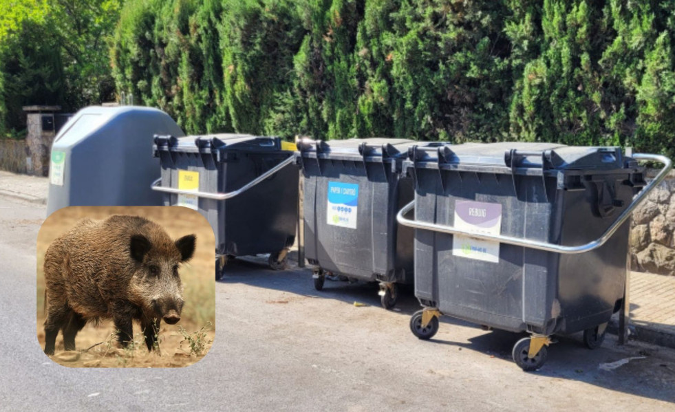 NO SORTIR A LA TERRASSA, HI HA AVESPES (4)