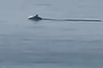 Fotografía de uno de los delfines