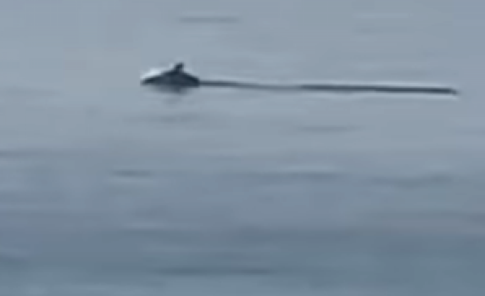 Fotografía de uno de los delfines