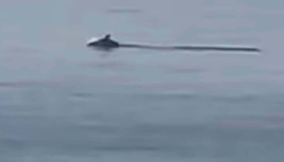 Fotografía de uno de los delfines