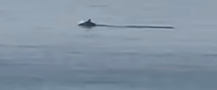 Fotografu00eda de uno de los delfines