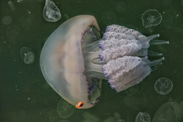 EuropaPress 3982706 04 october 2021 ukraine odesa jellyfish swarm the waters of the black sea