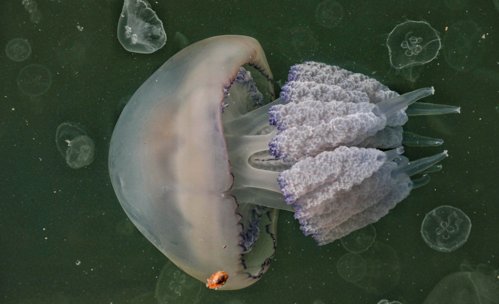 EuropaPress 3982706 04 october 2021 ukraine odesa jellyfish swarm the waters of the black sea