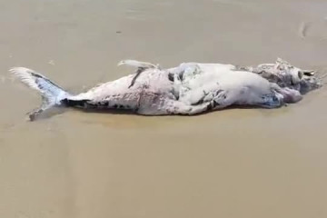 Aparece un pez espada muerto en la playa de CastelldefelsUn ejemplar de pez espada, de casi un m