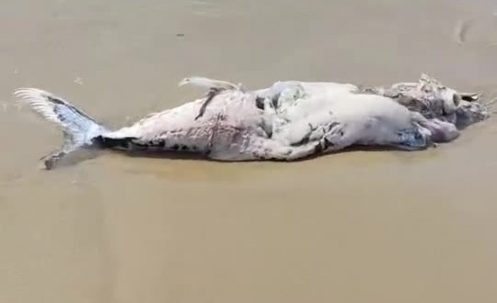 Aparece un pez espada muerto en la playa de CastelldefelsUn ejemplar de pez espada, de casi un m