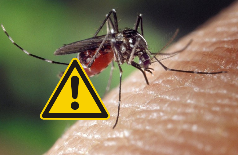 Emergencia en el Baix Llobregat por el riesgo de enfermedades como el dengue o el virus del Nilo occidental