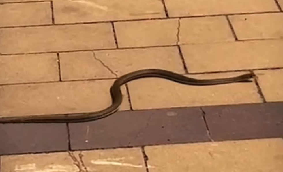 Serpiente castelldefels