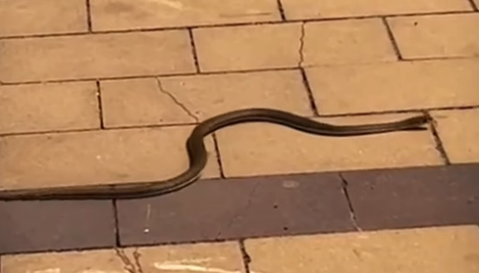 Serpiente castelldefels