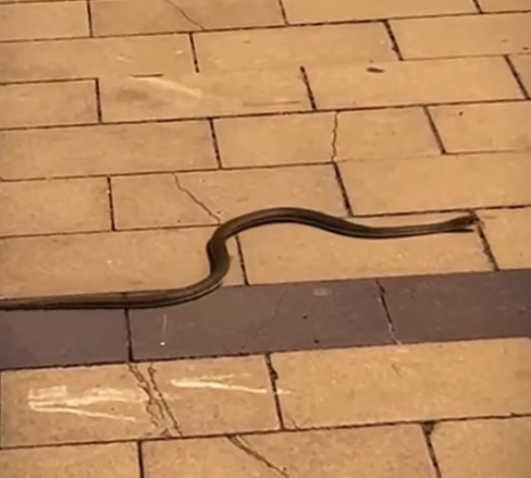 VÍDEO | Una serpiente sorprende a todos en el Castillo de Castelldefels