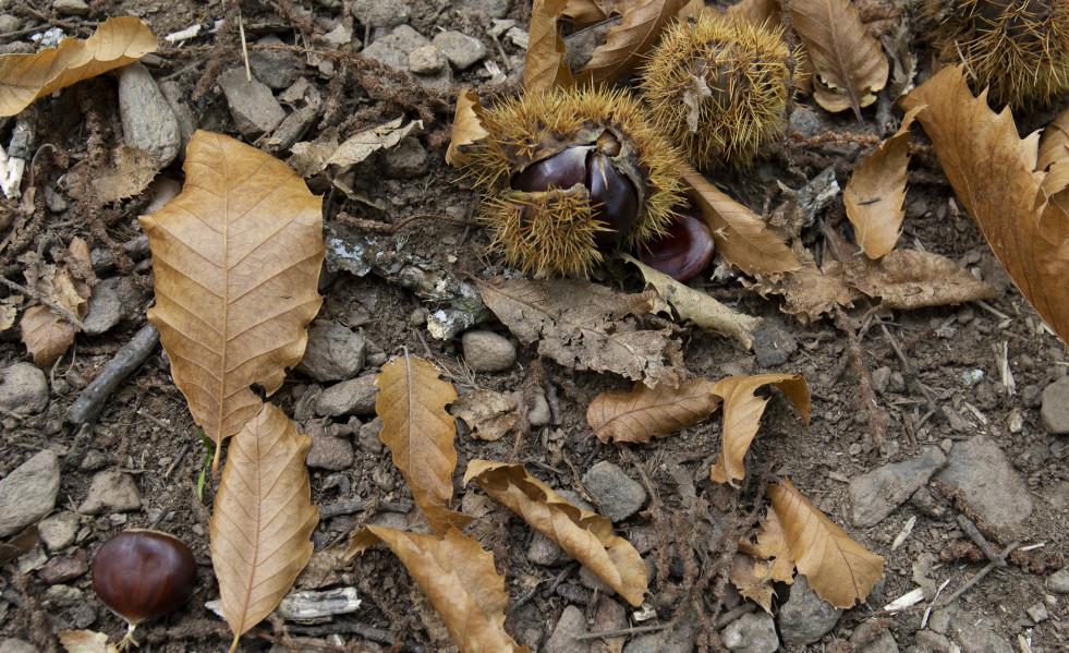 EuropaPress 4035779 castanas suelo perteneciente castanar tiemblo 21 octubre 2021 tiemblo avila
