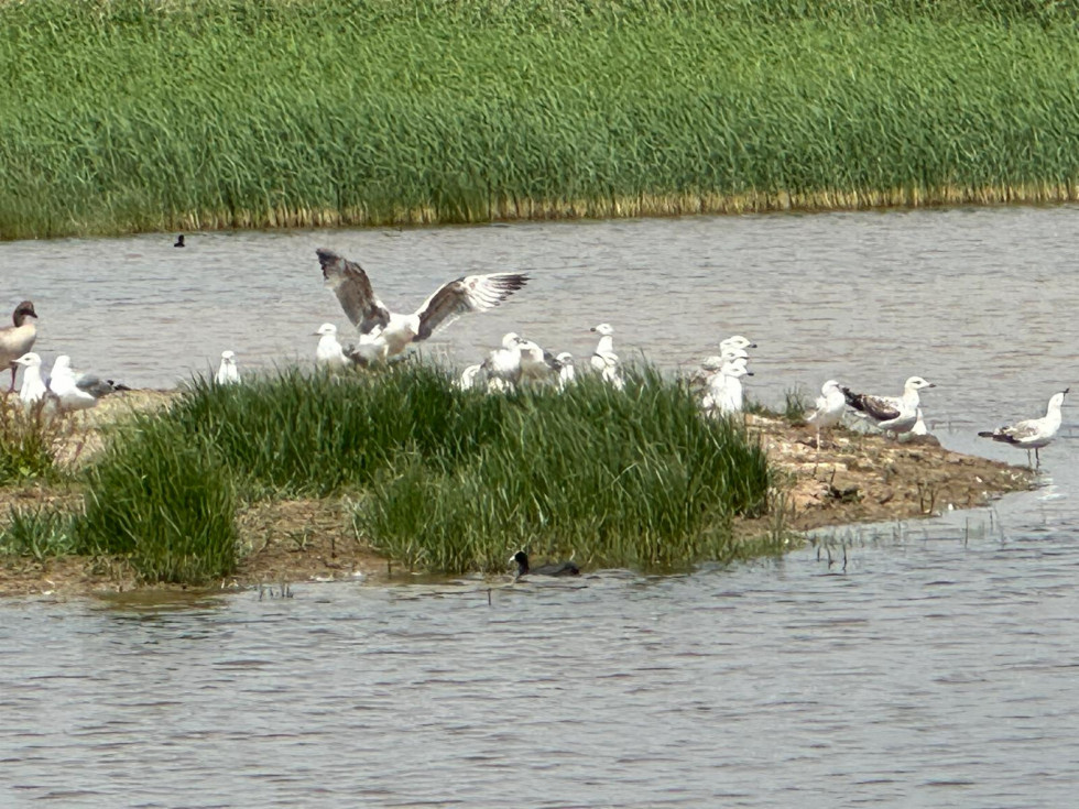 Viladecans celebra este domingo el Día Mundial de los Pájaros