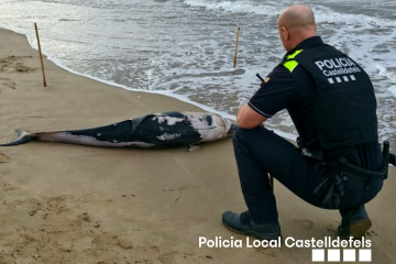 🐬 Apareix el cos d’un dofí a la #PlatjadeCastelldefels🚨Aquest matí hem rebut l’avís de la pres