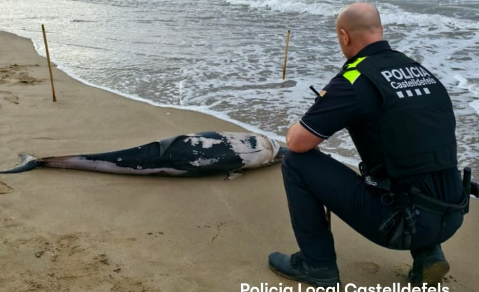 🐬 Apareix el cos d’un dofí a la #PlatjadeCastelldefels🚨Aquest matí hem rebut l’avís de la pres