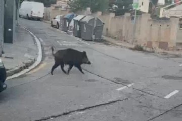 Jabali