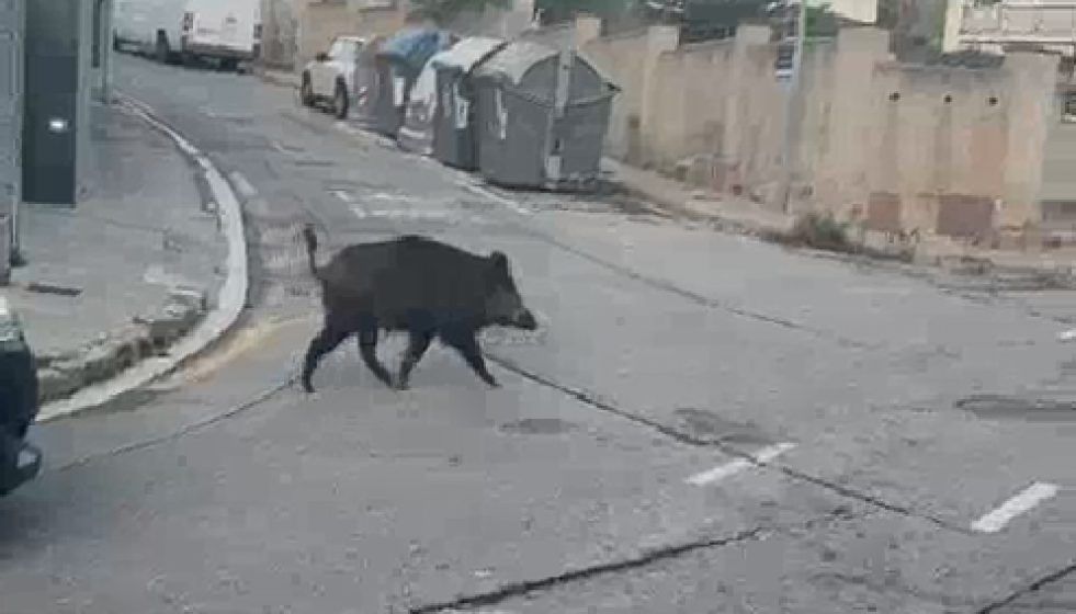 Jabali