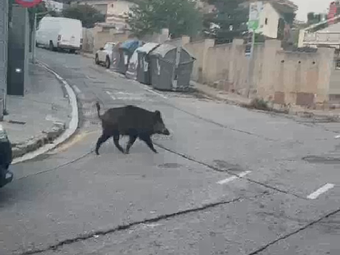 Jabali