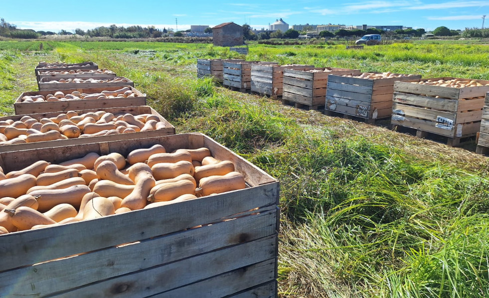 Collita de carbassa Viladecans (4)