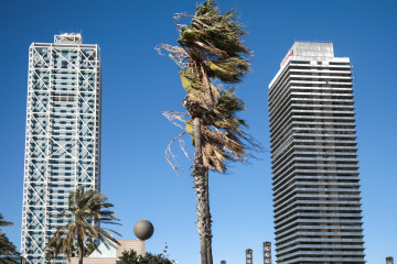 Archivo - Una palmera se mueve por el viento, en un imagen de archivo