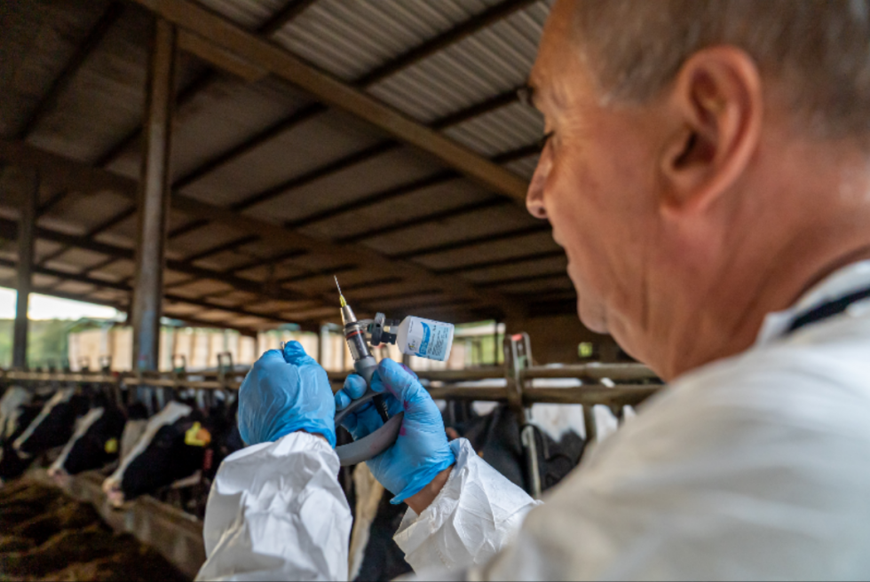 El Baix Llobregat segunda corona de la vacunación preventiva bovina