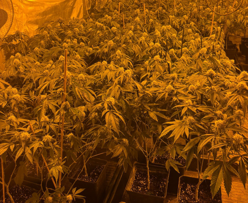 Tres detenidos en una operación antidroga en Cervelló