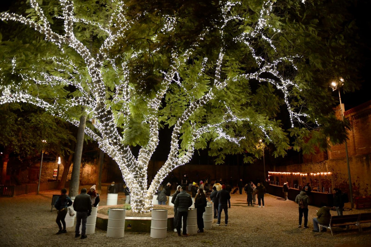Jacaranda dels Jardins de Magdalen Modolell