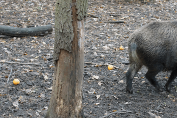 Nota peste porcina 1030x438