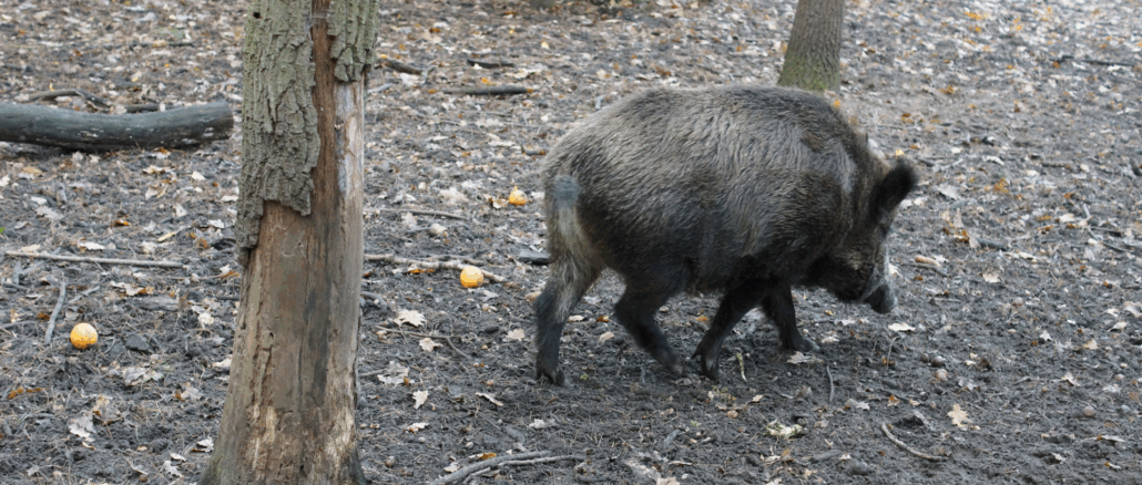Nota peste porcina 1030x438