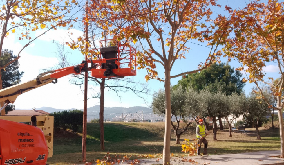 Molins de Rei arranca la temporada de poda de más de 3.580 árboles