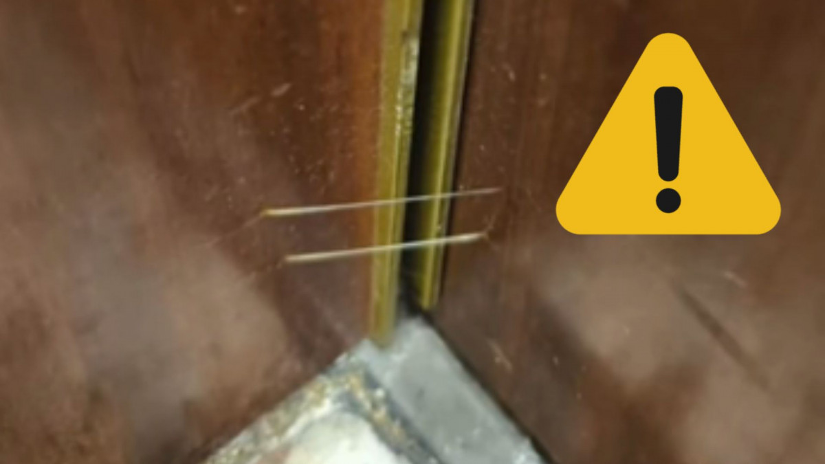 NO SORTIR A LA TERRASSA, HI HA AVESPES (9)