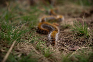 EuropaPress 6439366 oruga procesionaria