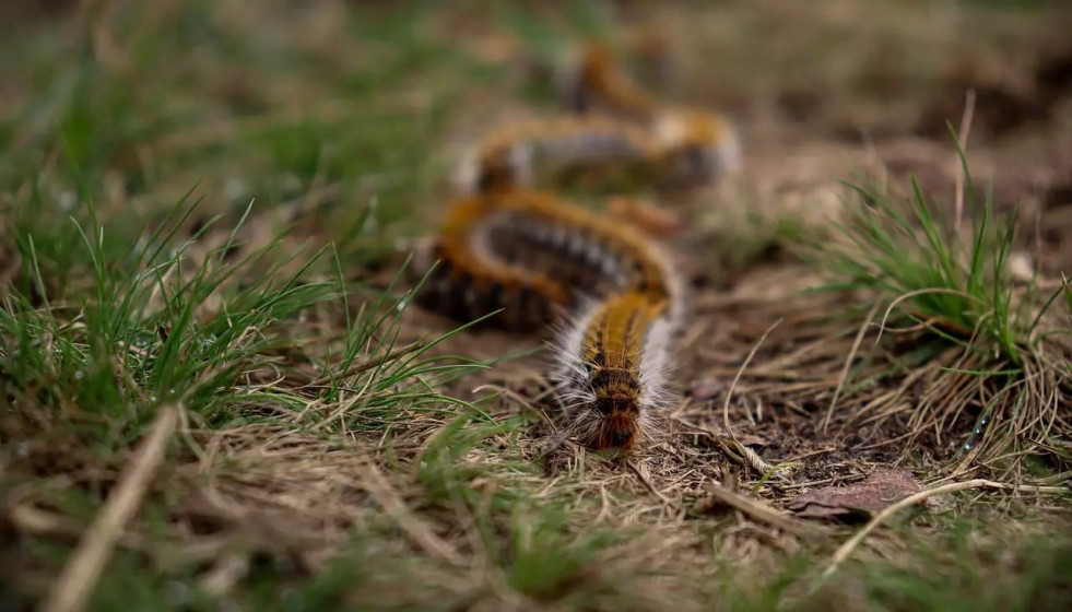 EuropaPress 6439366 oruga procesionaria