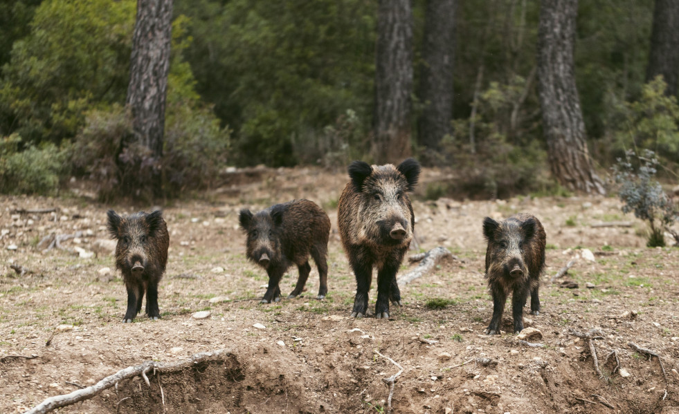 Wild boars nature