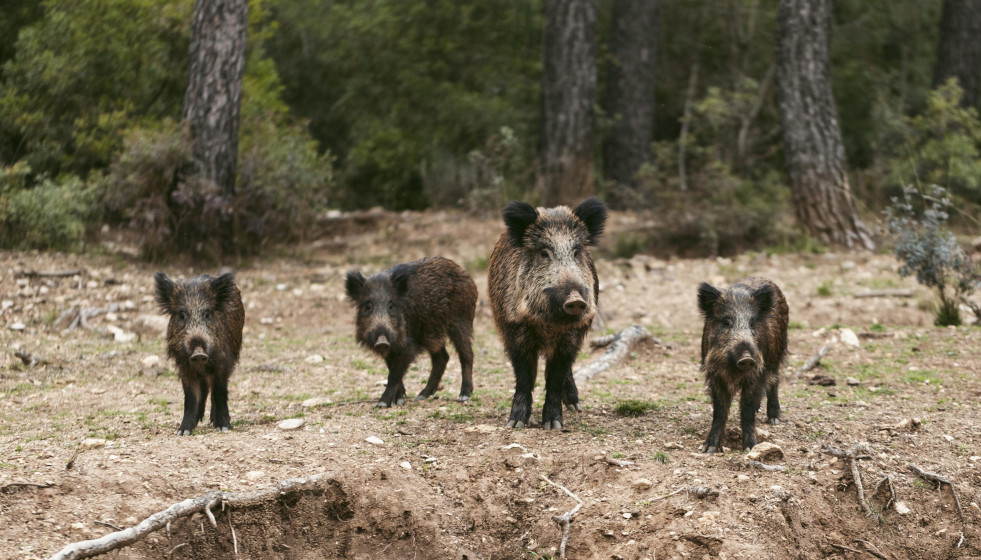 Wild boars nature