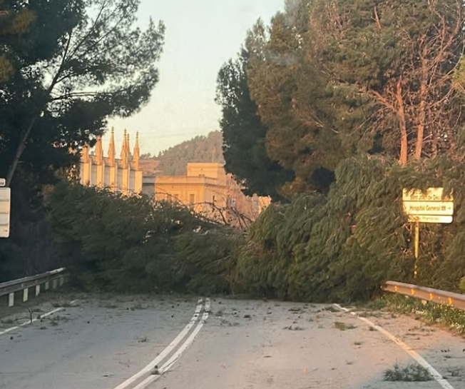 La caída de un árbol deja cuatro operarios heridos en Sant Boi, aunque todos fuera de peligro