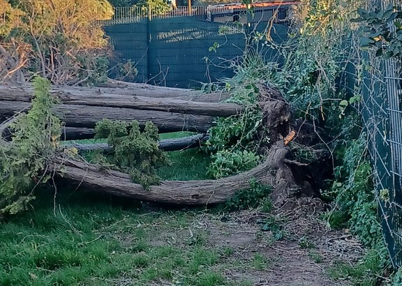 Castelldefels registra más de 40 árboles caídos por el temporal de viento