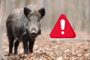 ALERTA, jabalí   CANVA (2)