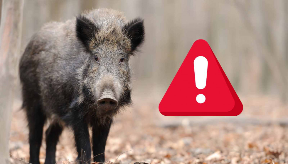 ALERTA, jabalí   CANVA (2)